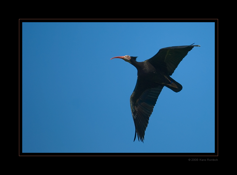 Schwarzer Ibis