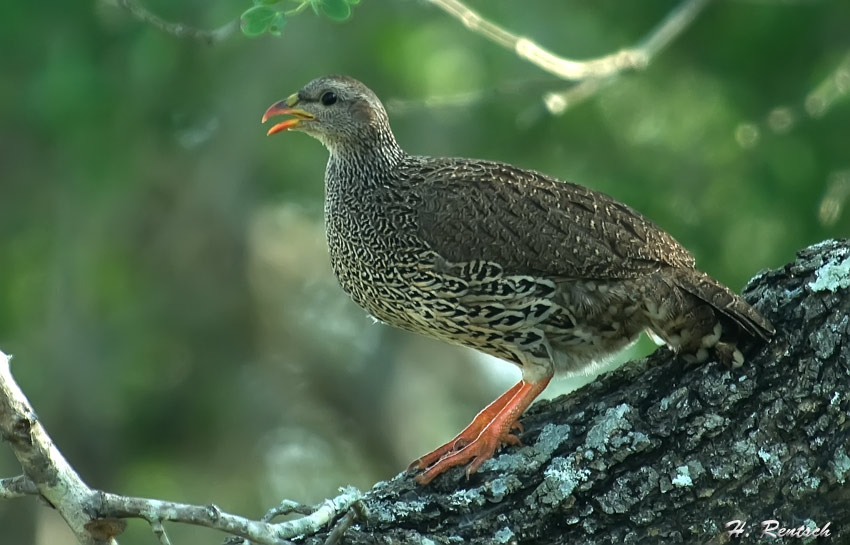 Vogel unbekannt