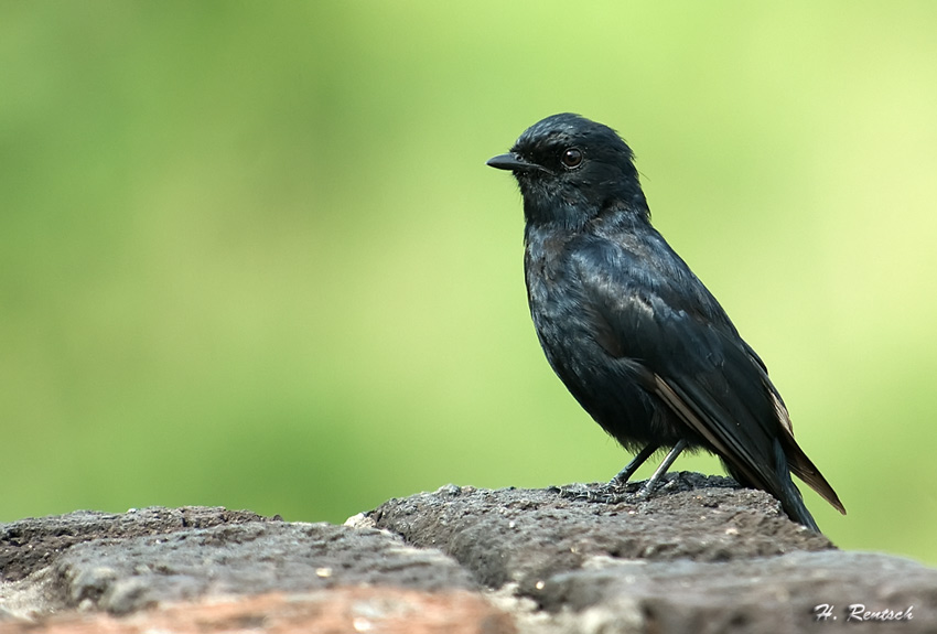 Trauerdrongo