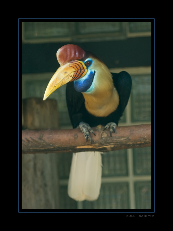 Sulawesi-Hornvogel