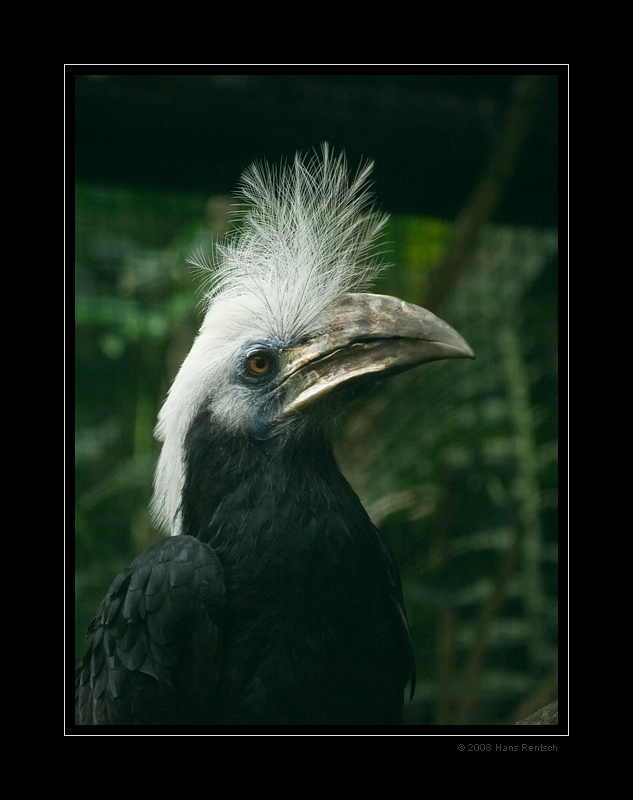 Weisshauben-Hornvogel