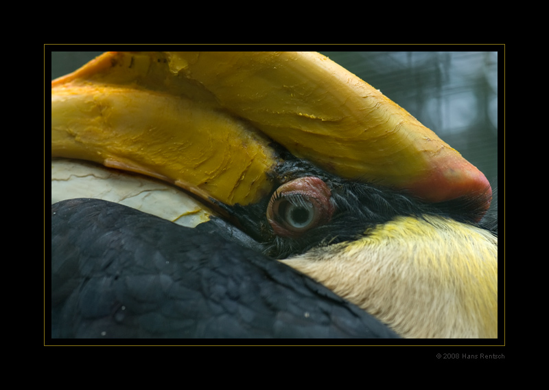 Doppelhornvogel