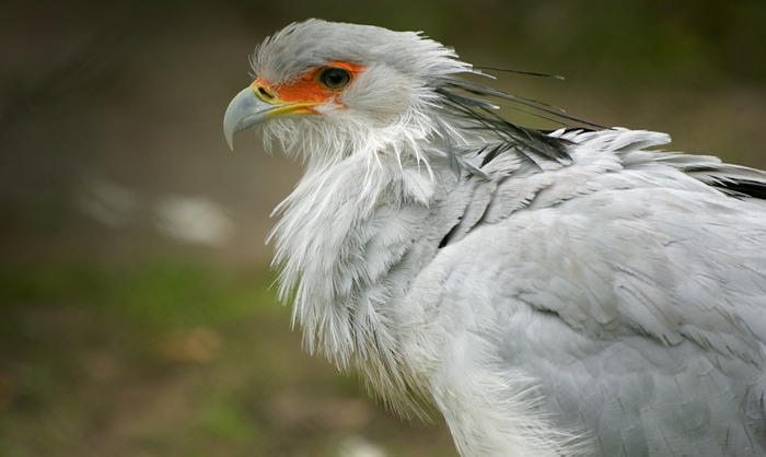 Sekretär Portrait