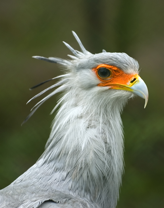 Sekretär Portrait