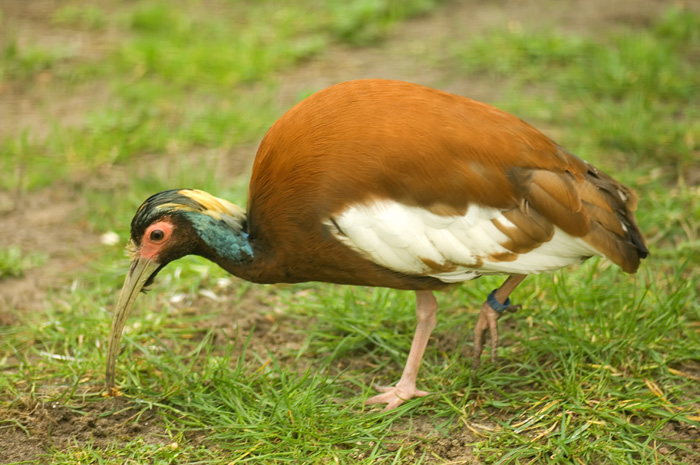 Mähnenibis