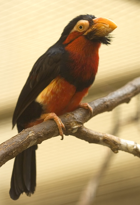 Bartvogel Senegal Furchenschnabel