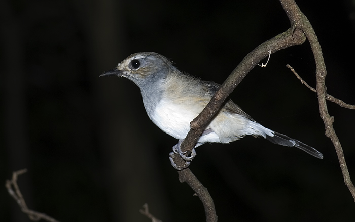 Vogel aus Madagaskar