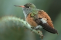 Kolibri unter Schmetterlingen