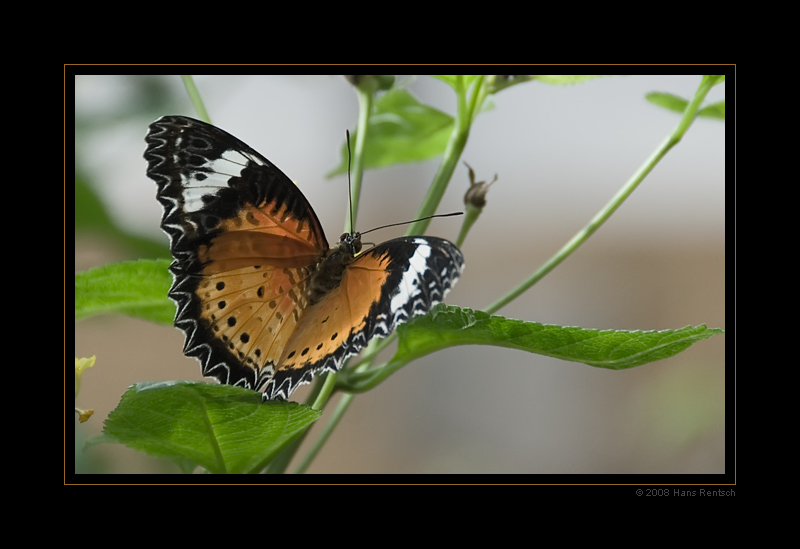 Schmetterling