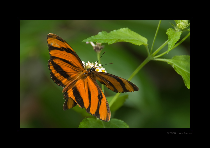 Schmetterling