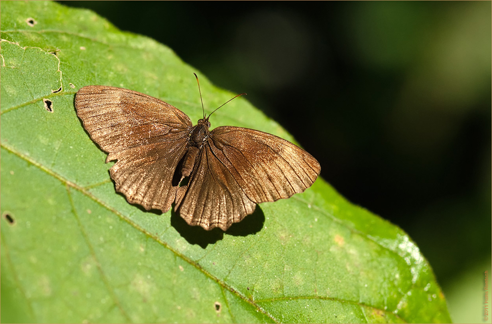 Schmetterling in Kenia