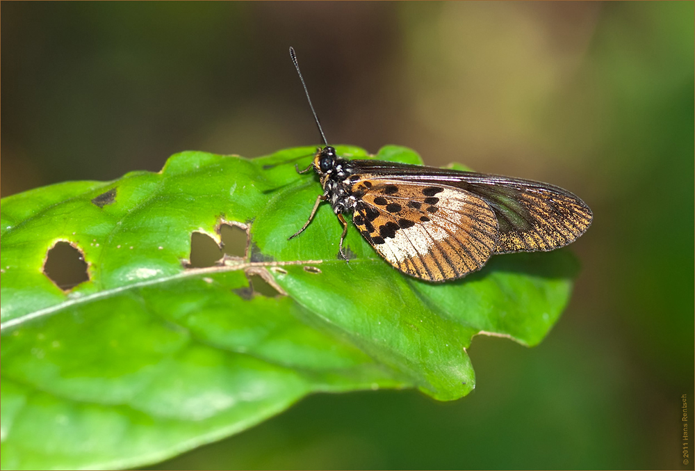 Schmetterling in Kenia