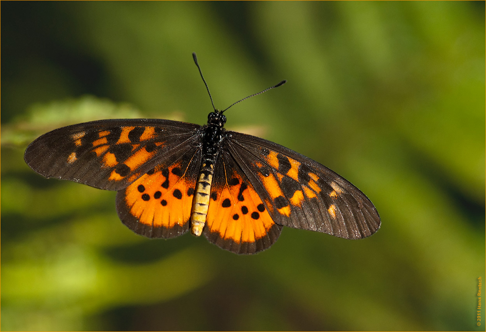 Schmetterling in Kenia