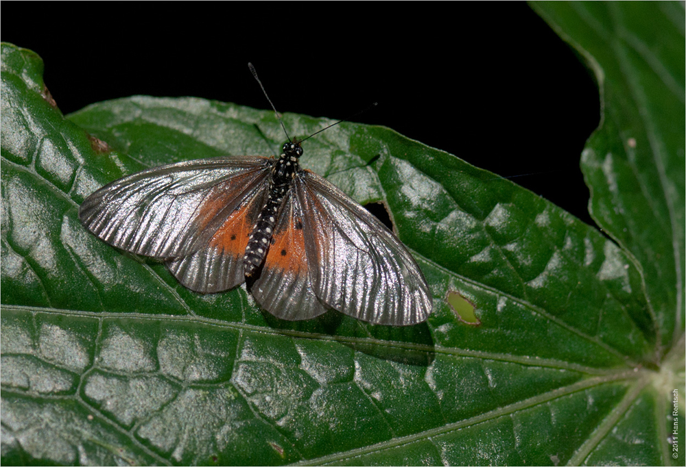 schmetterling in Kenia