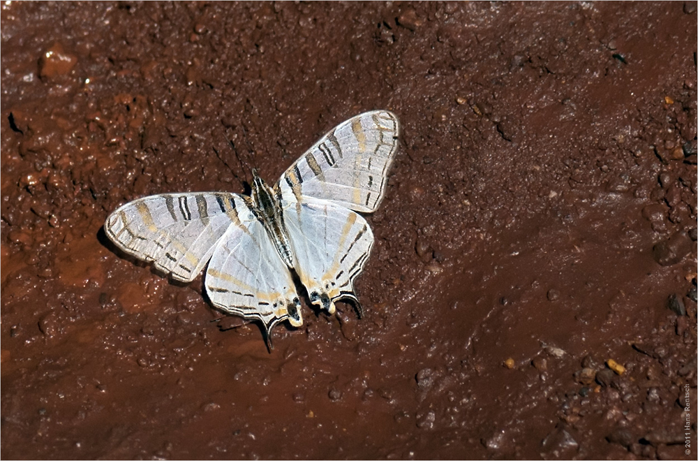 Schmetterling in Kenia