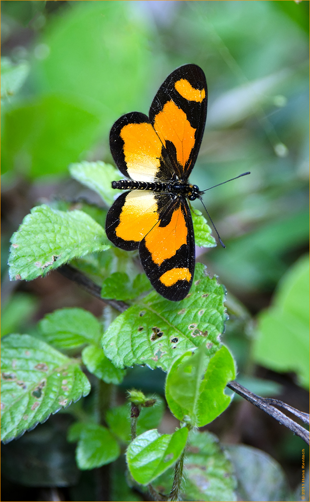 Schmetterling in Kenia