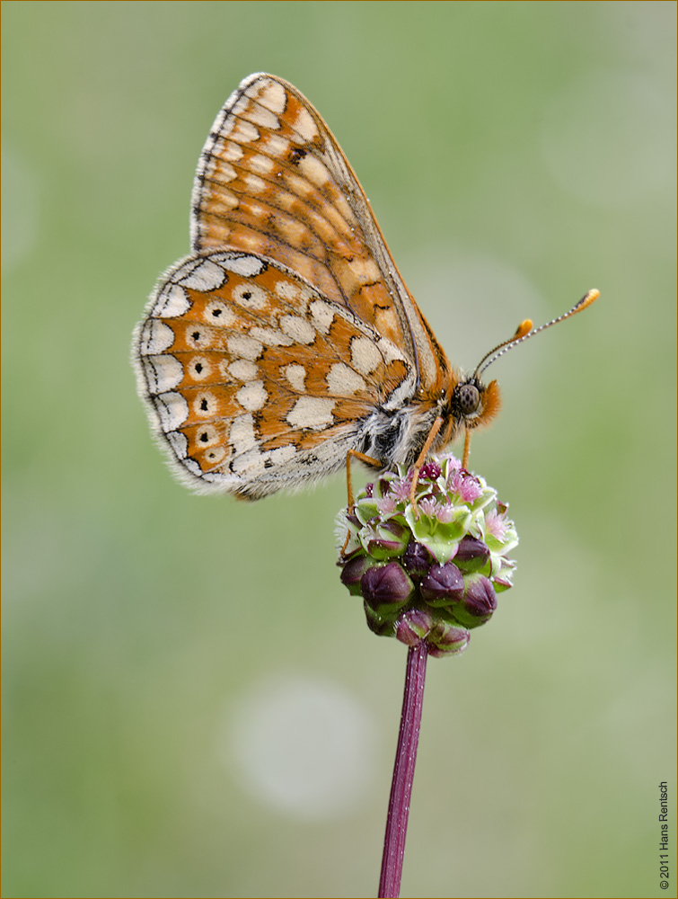 Gloldener Scheckenfalter