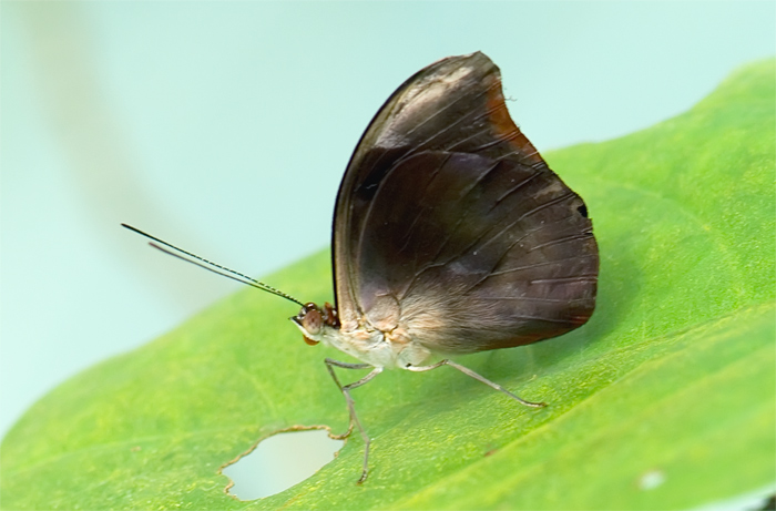 Schmetterling aus dem Papiliorama Kerzers