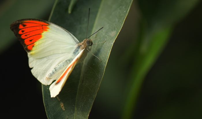 Schmetterling aus dem Papiliorama Kerzers