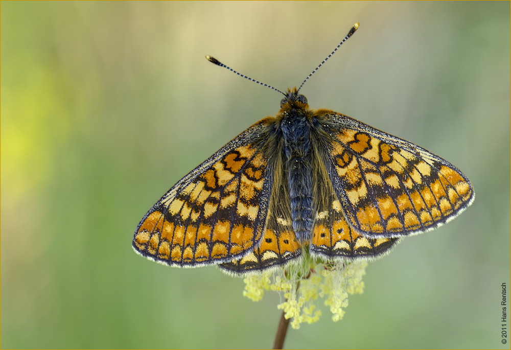 Goldener Scheckenfalter