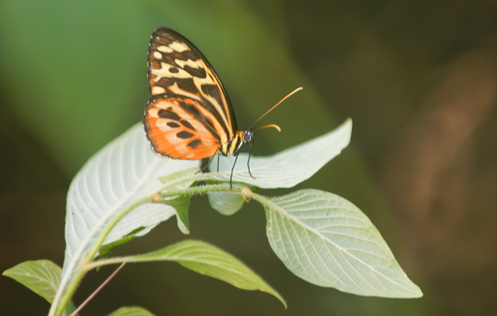 Schmetterling aus dem Papiliorama Kerzers