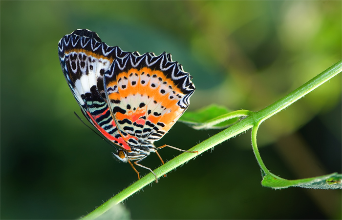 Schmetterling aus dem Papiliorama Kerzers