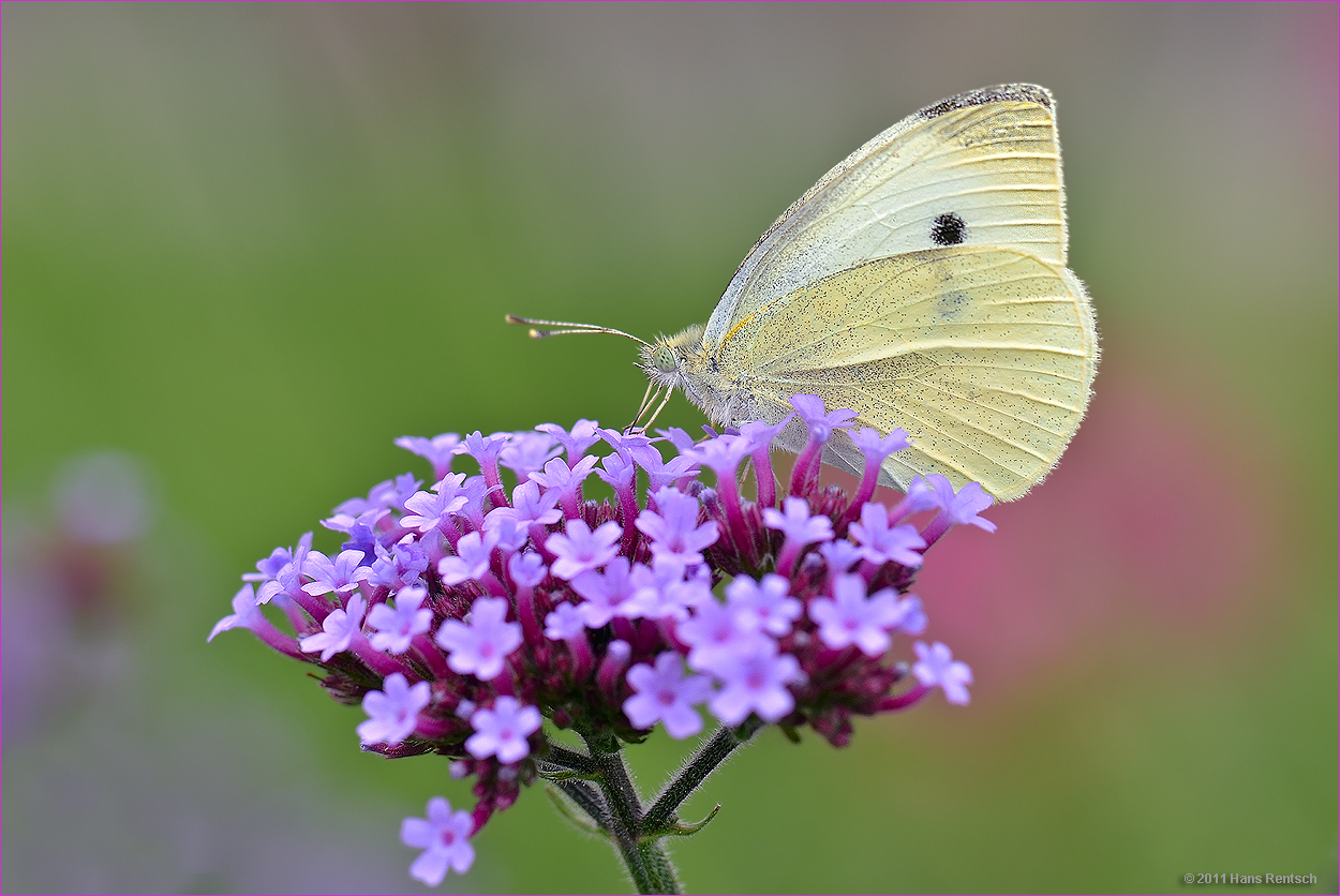 " Berliner " Schmetterling :-)