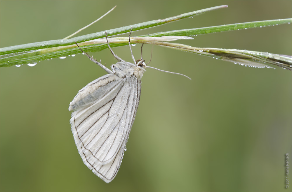 Baumweissling