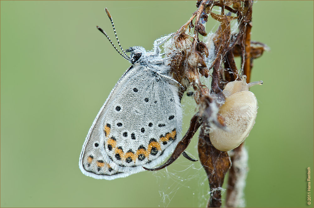 Schnecke, Bläuling