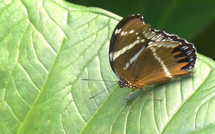 Gewöhnliche Eierfliege