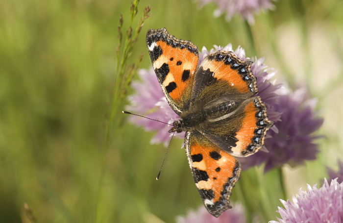 Einheimischer Schmetterling