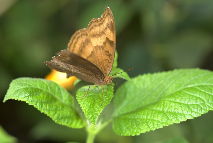 Schmetterling im Papilliorama Kerzers