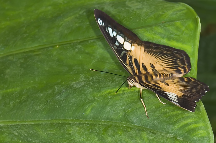 Schmetterling im Papilliorama Kerzers