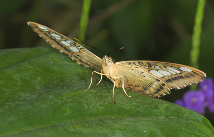 Schmetterling im Papilliorama Kerzers