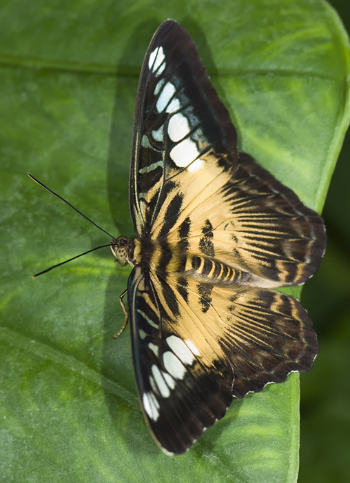 Schmetterling im Papilliorama Kerzers