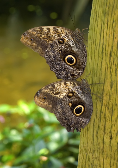 Schmetterling im Papilliorama Kerzers