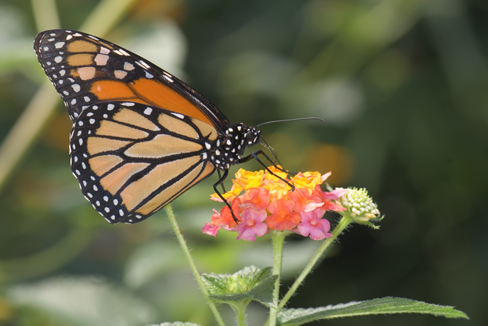 Schmetterling im Papilliorama Kerzers