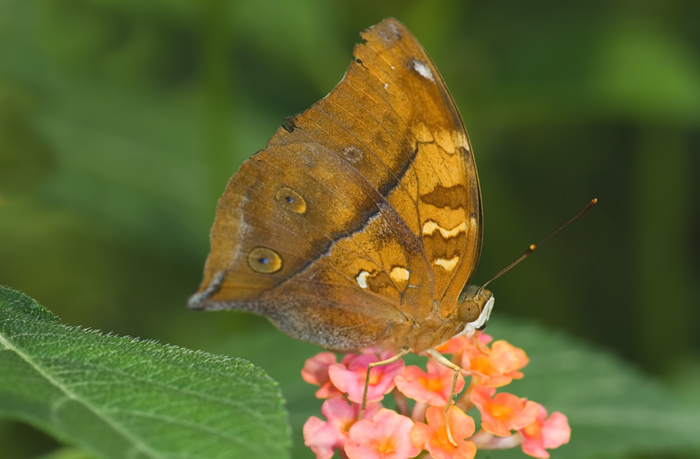 Schmetterling im Papilliorama Kerzers