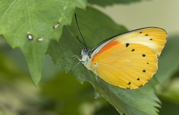 Schmetterling im Papilliorama Kerzers