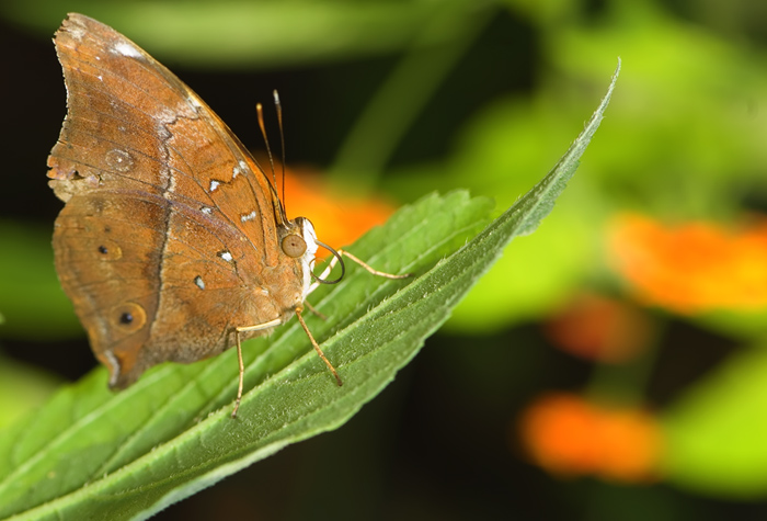 Schmetterling im Papilliorama Kerzers