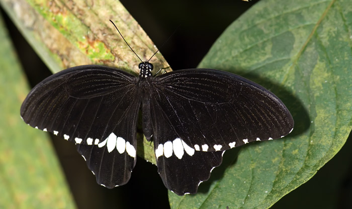 Schmetterling im Papilliorama Kerzers