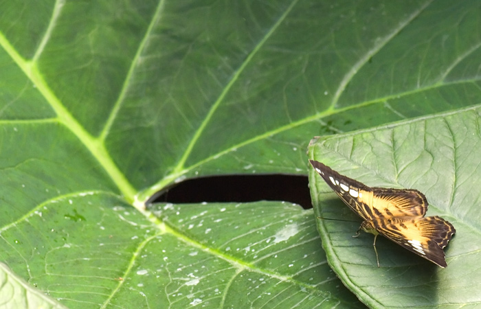 Schmetterling im Papilliorama Kerzers