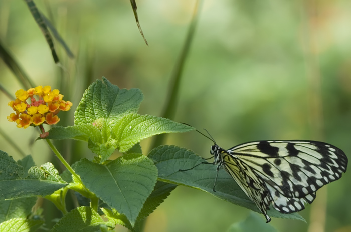 Schmetterling im Papilliorama Kerzers