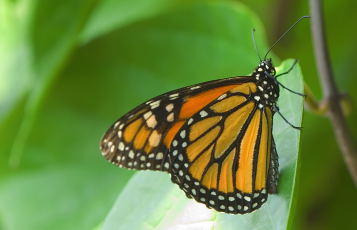 Schmetterling im Papilliorama Kerzers