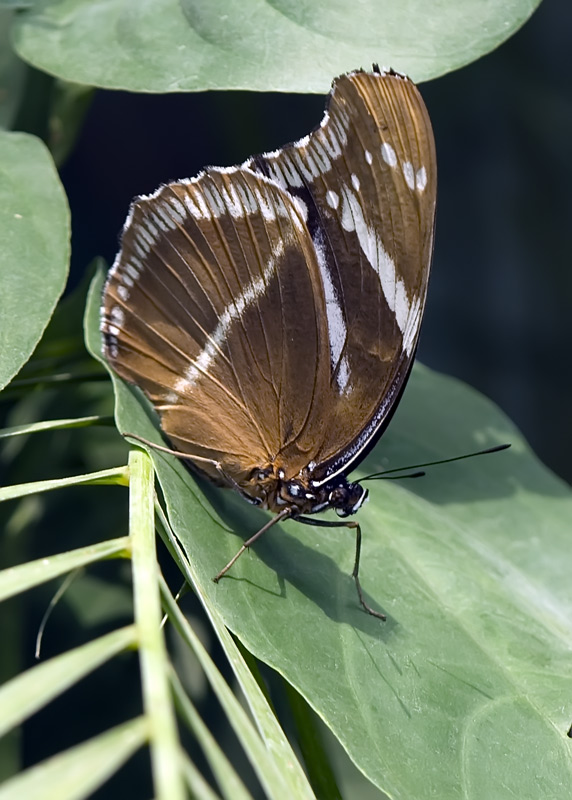 Schmetterling im Papilliorama Kerzers