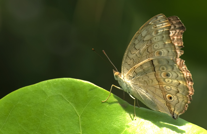 Schmetterling im Papilliorama Kerzers