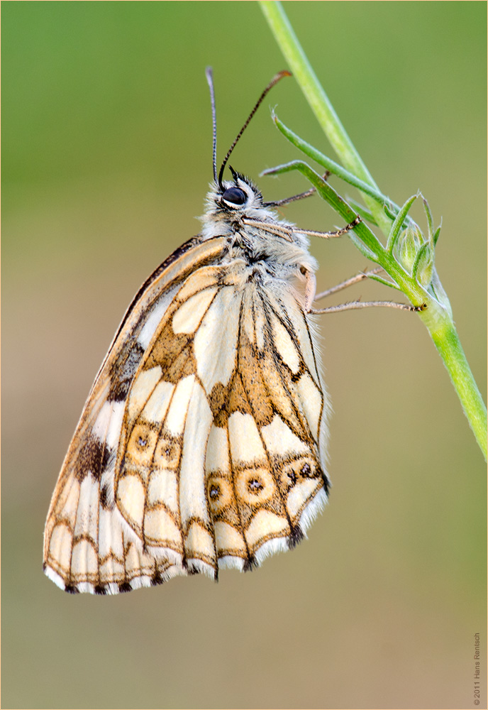 Schachbrettfalter