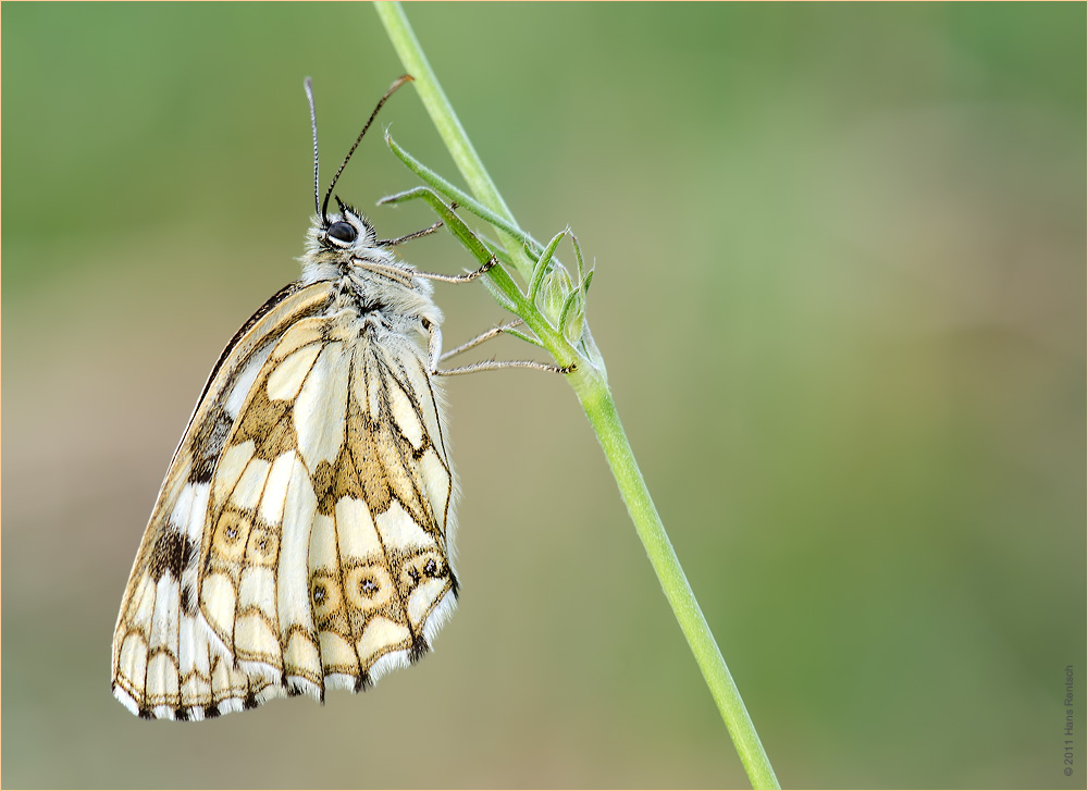 Schachbrettfalter