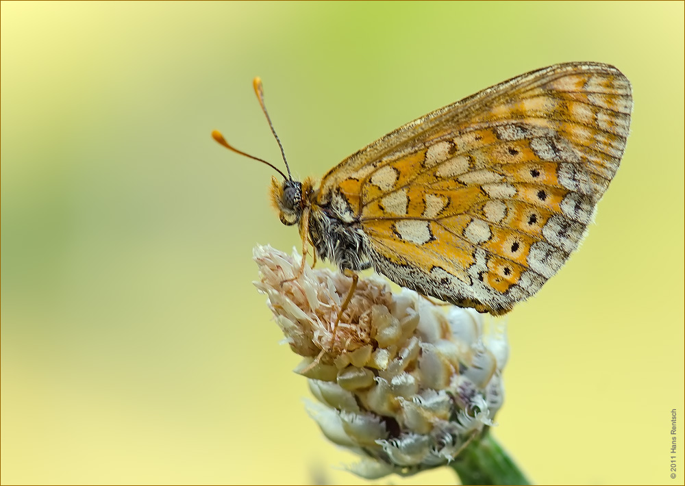 Goldener Scheckenfalter