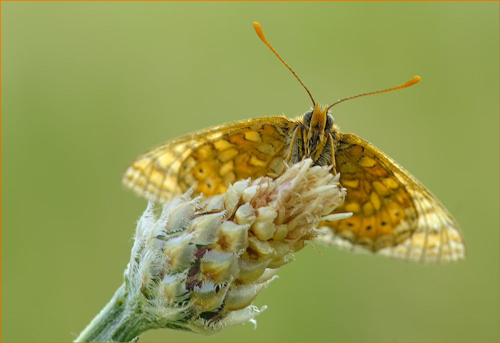 Goldener Scheckenfalter